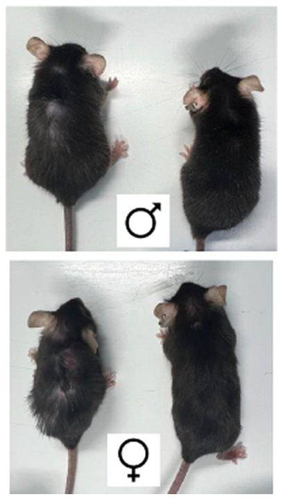 생후 75주부터 IL-11 항체를 투여한 생쥐(오른쪽)는 같은 나이 생쥐보다 털이 덜 빠지고 활동력이 뛰어났다. 위는 수컷, 아래는 암컷이다./네이처