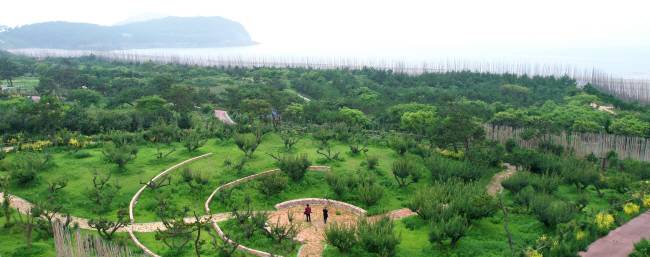 자은도 1004 뮤지엄파크 옆에 조성한 바다 숲 해양공원. 축구장 70개 크기의 해안가에 다양한 수종의 나무를 심어 거대한 정원을 꾸몄다.