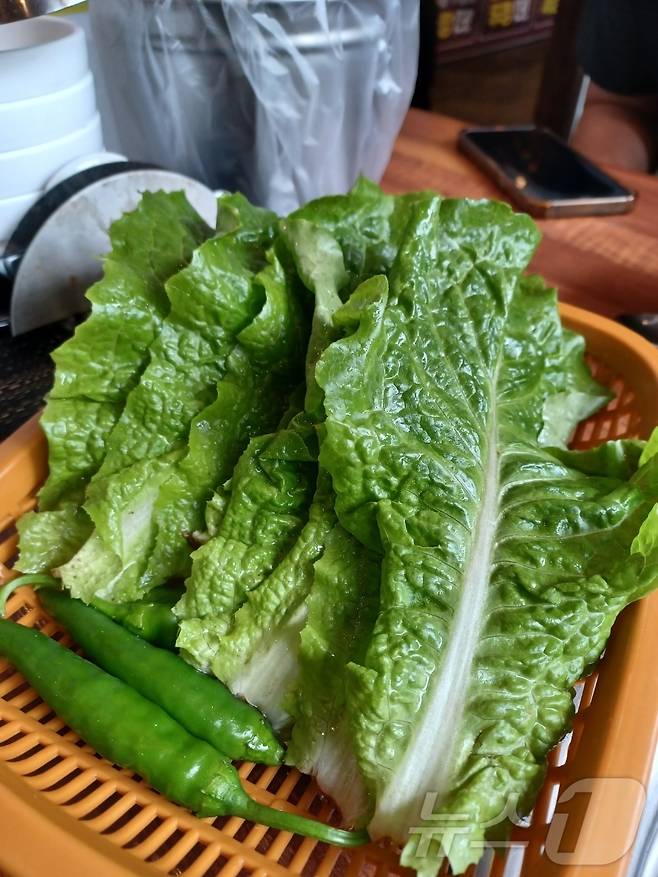 장맛비와 폭염이 반복되면서 상추를 비롯한 채소류 가격이 급등하고 있다. 한 삼겹살 전문점에서 서비스 된 상추. ⓒ News1