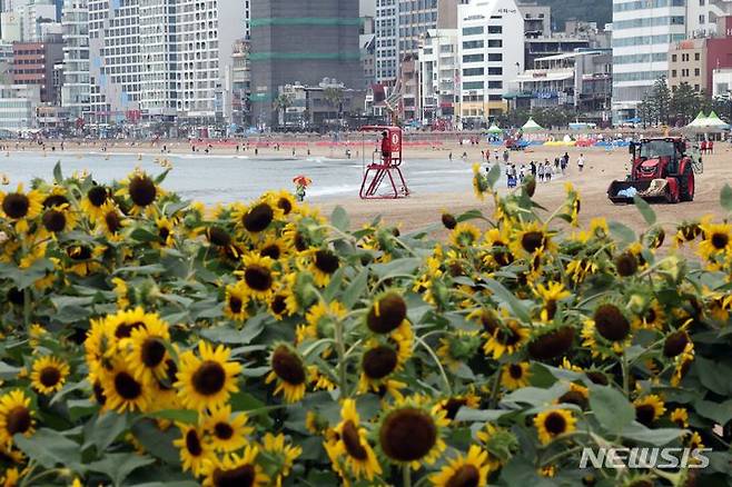 [부산=뉴시스] 하경민 기자 = 19일 부산 수영구 광안리 민락해변공원 광장에 해바라기가 활짝 펴 시민과 피서객들의 눈길을 사로잡고 있다. 2024.07.19. yulnetphoto@newsis.com