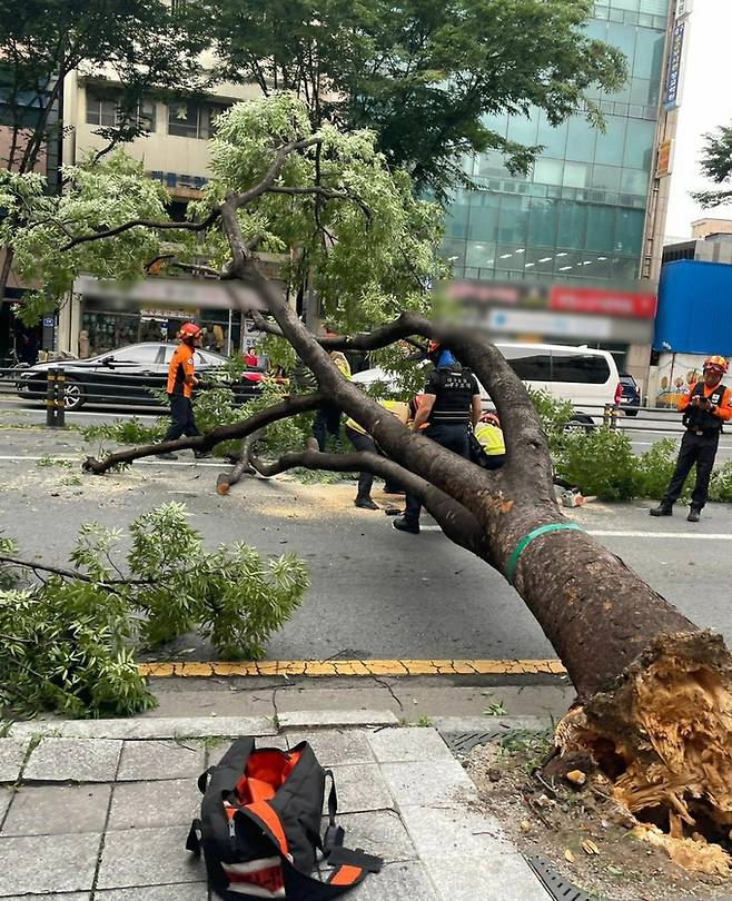 돌풍에 뿌리째 뽑힌 대구 도심 가로수. 연합뉴스 제공