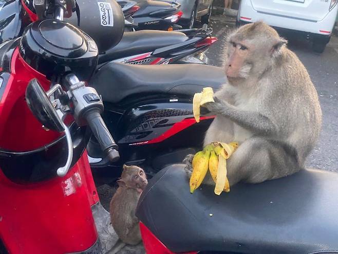 울루와뚜 사원 주자창에서 만난 원숭이.