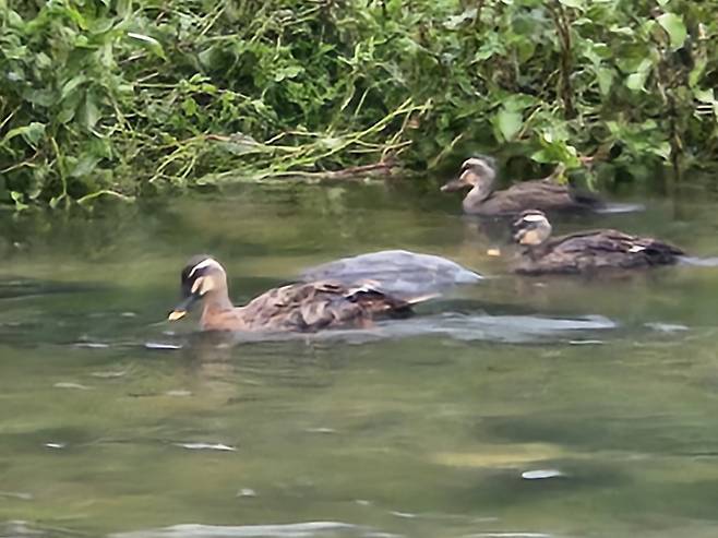 2024년 여름 장마 '소강'...내일은 대서 '더위'...다음은 제3호 태풍 '개미'가 온다&nbsp; 한 해 중 가장 더운 시기를 뜻하는 대서(大暑)이자 월요일인 내일(22일)은 전국이 대체로 흐리겠으며 장맛비는 중부지방을 중심으로 소강상태에 접어들겠으나 가끔 비가 내리는 곳도 있겠다. 서울, 오늘날씨, 내일날씨, 전국날씨, 주간날씨 ©bnt뉴스