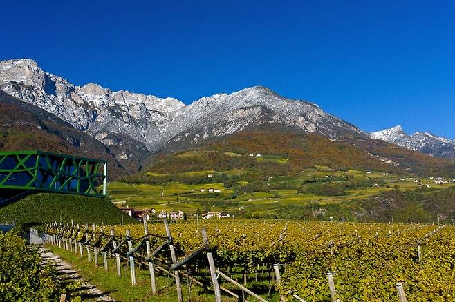 칸티나 트라민과 포도밭. 홈페이지