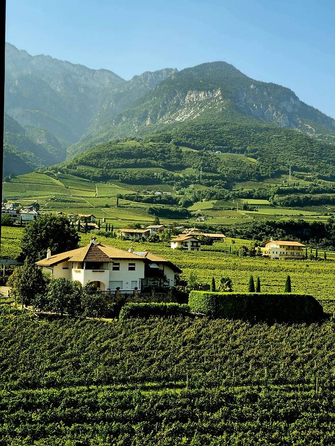 트라민 포도밭 전경. 최현태 기자