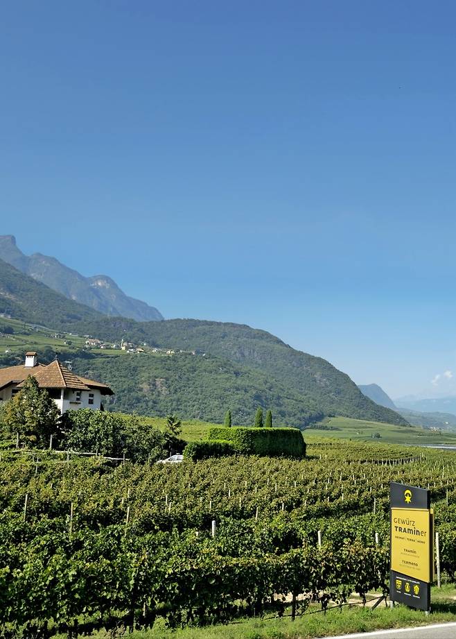 트라민 게뷔르츠트라미너 포도밭. 최현태 기자