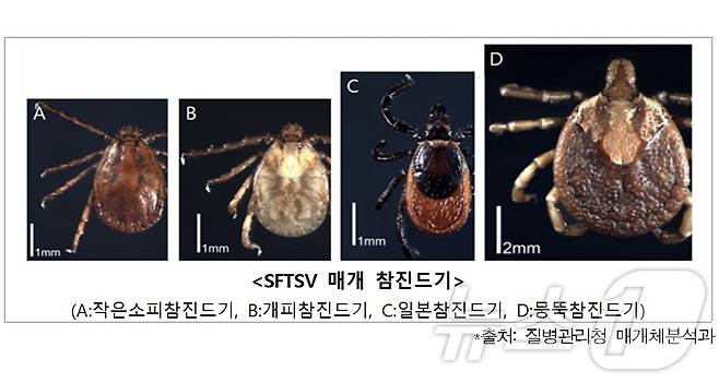 중증열설혈소판감소증후군의 매개가 될 수 있는 참진드기.(질병관리청 제공) 2024.7.22