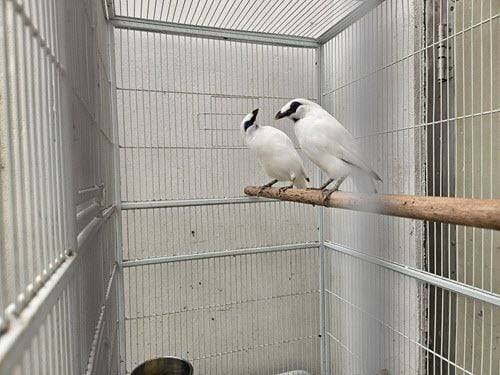 세계자연보전연맹 적색 목록 절멸 직전의 희귀새인 ‘댕기흰찌르레기(발리미나)’ 한 쌍이 충북 청주에서 유기된 채로 발견됐다. /국가동물보호정보시스템