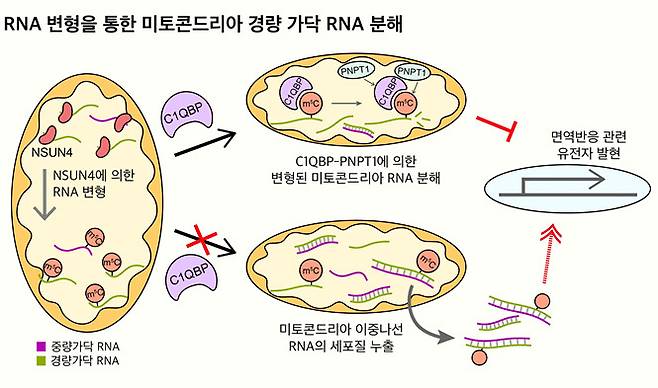 미토콘드리아 RNA 변형을 통한 경량 가닥 RNA의 선택적 조절 기전 모식도.[KAIST 제공]