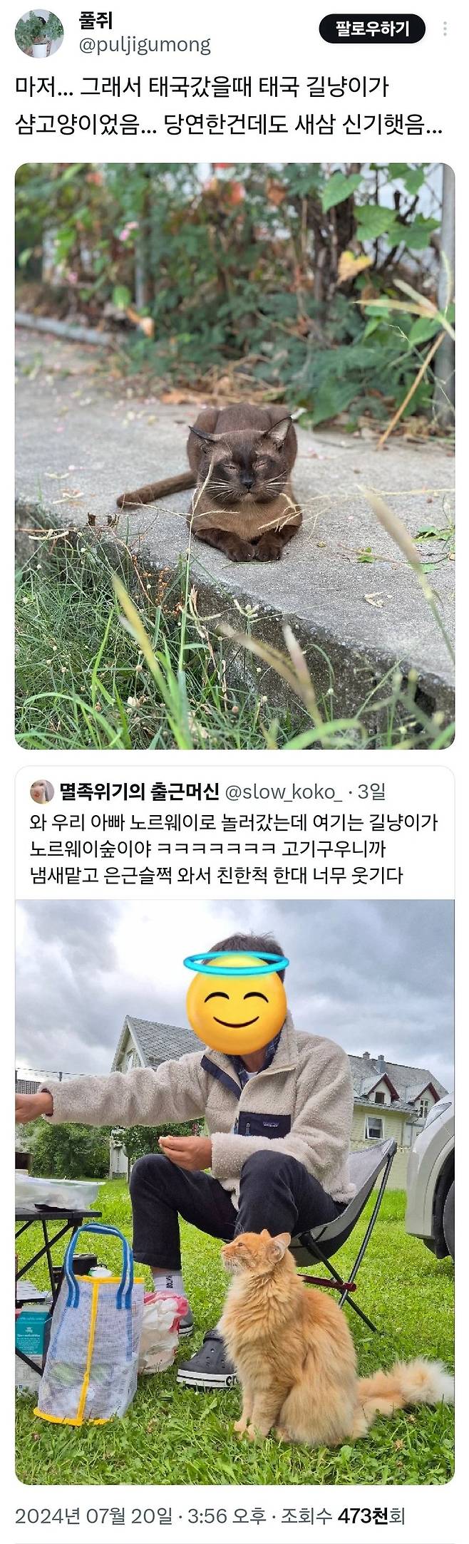 와 노르웨이 길고양이는 노르웨이숲고양이야!.jpg