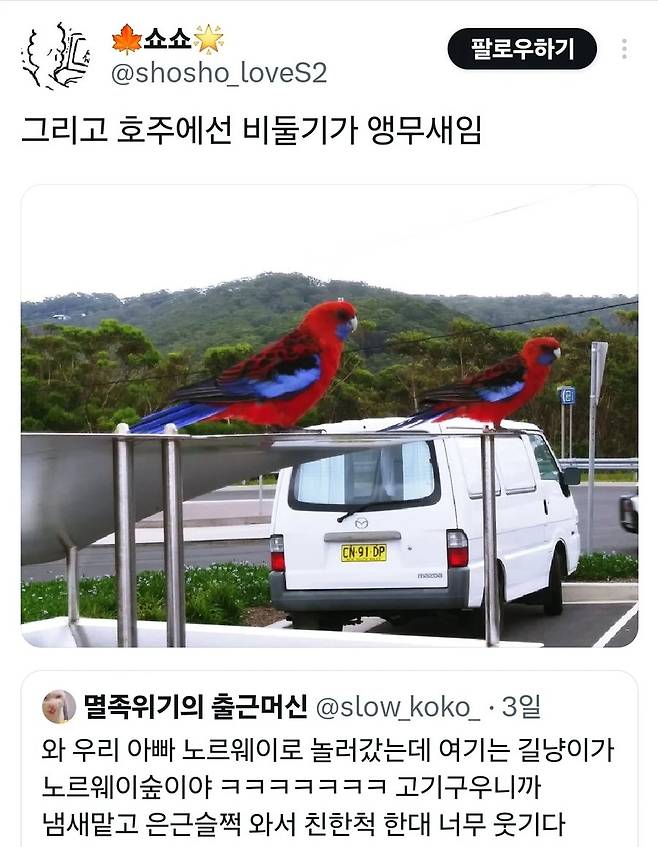 와 노르웨이 길고양이는 노르웨이숲고양이야!.jpg