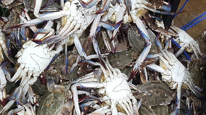 어획된 꽃게들. 국립수산과학원 제공