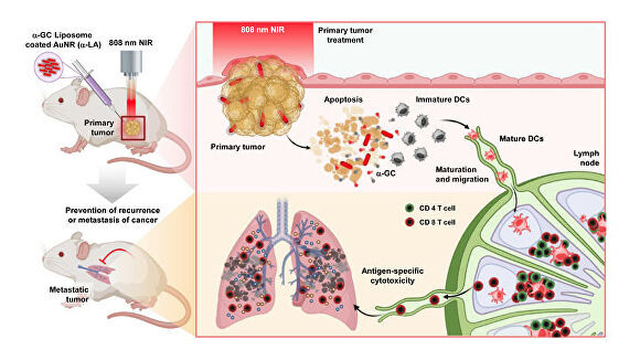 원발성 종양 치료 및 전이성 폐암 예방을 위한 알파-갈락토실세라마이드 함유 금 나노막대(α-LA) 매개 광열치료의 개략적 그림. [사진=울산대학교]