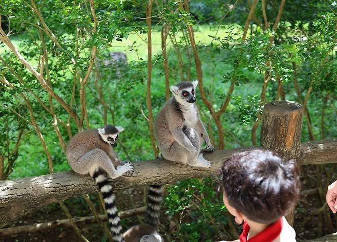 알락꼬리여우원숭이 먹이주기 체험.