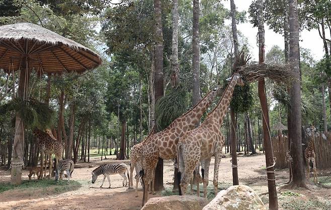 빈펄 사파리에서 사파리 버스를 타고 볼 수 있는 기린들.