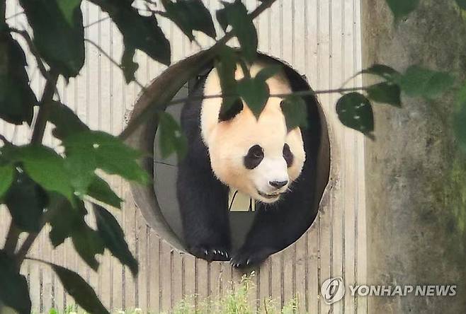 반가워 푸바오 (청두=연합뉴스) 지난 4월 중국에 반환된 자이언트판다 '푸바오'가 2개월여 만인 12일 쓰촨성 판다기지에서 대중에 공개됐다.
    푸바오는 이날 오전 9시39분(현지시간) 쓰촨성 워룽중화자이언트판다원(臥龍中華大熊猫苑) 선수핑기지(神樹坪基地) 야외 방사장에 모습을 드러냈다. 2024.6.12 [베이징특파원 공동취재단] photo@yna.co.kr