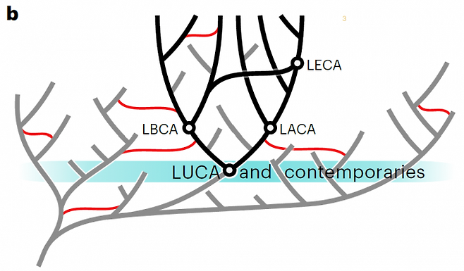 루카는 당시 유일한 생명체가 아니라 여러 생명체(이 가운데는 아세테이트를 먹이로 삼는 종류도 있었을 것이다)로 이뤄진 생태계의 일원이었을 가능성이 크다. 루카 계열에서 모든 박테리아의 공통조상(LBCA)과 모든 아르케아의 공통조상(LACA)이 나왔고 그 뒤 아르케아에 포획된 박테리아가 세포내공생으로 미토콘드리아가 되면서 모든 진핵생물의 공통조상(LECA)이 등장했다(맨 위가 현재). 루카와 살았던 다른 생명체의 계열은 모두 멸종했지만 루카 계열에 유전자를 남겼을 수 있다(수평이동으로). 네이처 생태학 & 진화 제공