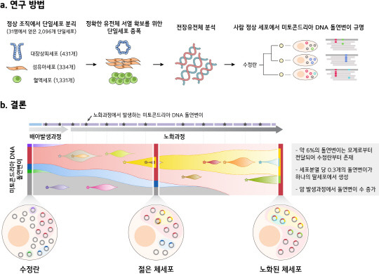 KAIST는 미토콘드리아 DNA의 인체 내 돌연변이 기전을 규명했다.