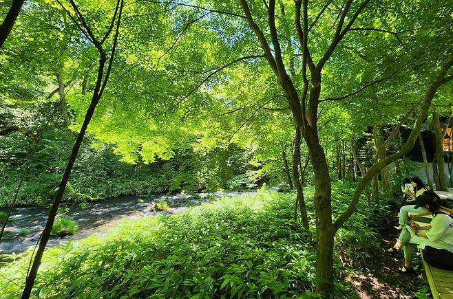 해발 1000m 일본 가루이자와 호시노 애리어에서, 자연을 벗 삼아 휴식을 취하고 있는 여행자들 [가루이자와=함영훈 기자]