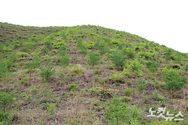 자라나기 시작한 나무들. 장윤우 기자