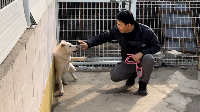 마음이 안정된 백호가 견사 안에서 동물자유연대 조영연 동물관리국장과 함께 놀이를 즐기고 있다. 동그람이 정진욱
