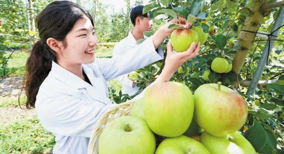 대구 군위군에 위치한 농촌진흥청 국립원예특작과학원 사과연구센터 연구원들이 ‘썸머킹’을 수확하고 있다. [사진 농촌진흥청]