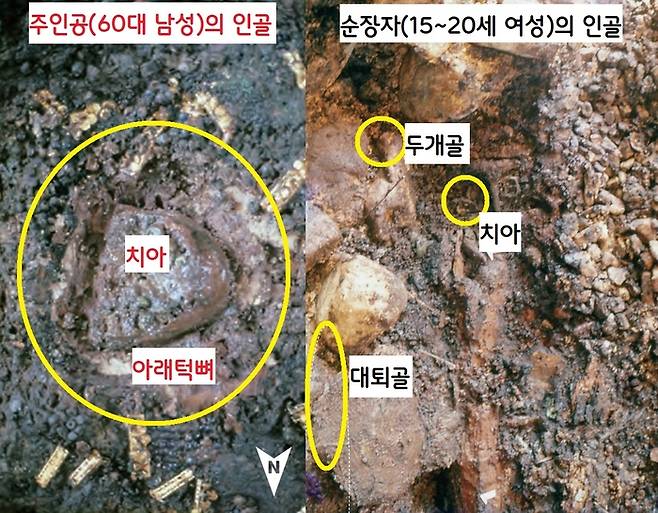 무덤 주인공과 순장자의 인골을 분석해보니 60세 가량의 암성(주인공)과 15~20세 가량의 여성(순장자)으로 밝혀졌다.|국립경주문화유산연구소 제공