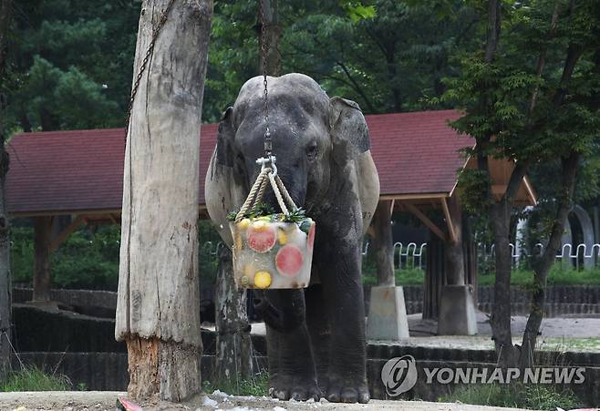 얼음과일 먹는 코끼리 [서울대공원 제공]