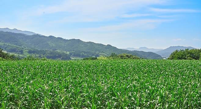 곡성 흑찰옥수수 재배 면적 [곡성군 제공. 재판매 및 DB 금지]