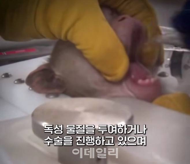 사진=동물자유연대