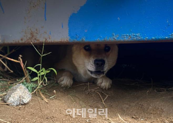 임신한 상태로 개장수에게 쫓겨 길 위에서 숨어 지내는 개 ‘진순이’의 모습.(사진=동물권행동 카라).