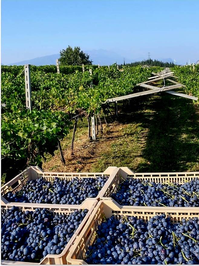 빌라벨라 아마로네용 포도 수확. 인스타그램