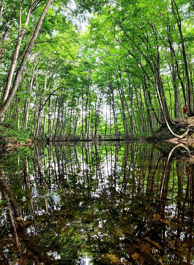 너도밤나무 자생지 ‘미인림’