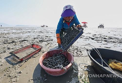 갯벌 바지락 채취 [연합뉴스 자료사진]