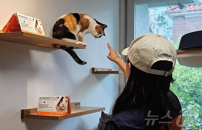 한국조에티스는 28일 고양이보호소 나비야사랑해에서 봉사활동을 진행했다. ⓒ 뉴스1 최서윤 기자