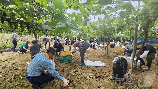 충북 괴산군의회가 30일 폭우 피해로 어려움을 겪는 영동군의 농가를 찾아 수해복구 활동을 하고 있다.(괴산군의회 제공)/뉴스1