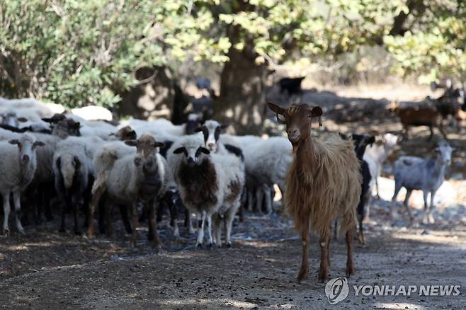 가성우역으로 비상 걸린 그리스 [AP 연합뉴스 자료사진. 재판매 및 DB 금지]