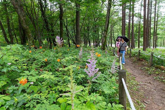 만항재 산상의화원에서 꽃을 보는 사람들. 동자꽃, 노루오줌, 말나리, 둥근이질풀 등이 한 데 어우러졌다.