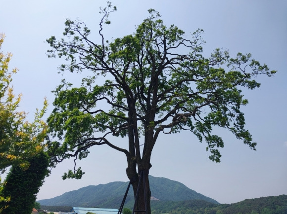 폭우로 부러지기 전 경기도 포천 오리나무. 경기도 제공