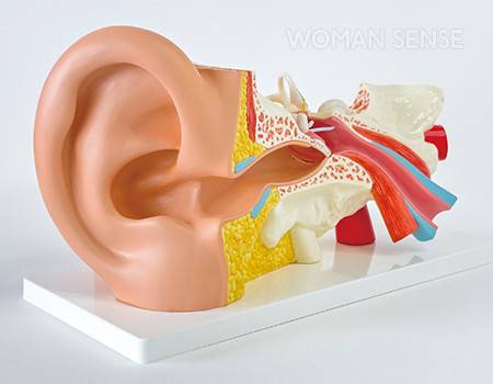 외이도는 귓구멍 입구부터 고막까지 이어지는 S자 모양 통로다.