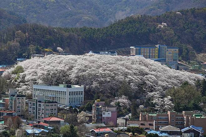 경관개선형-대전 중구 테미공원 도시숲(산림청 제공)/뉴스1