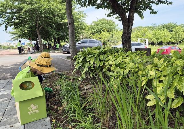 지난달 10일 인예어린이집 원아와 교사들이 시민복지타운 인근 가로수 주변에서 쓰레기를 줍고 있다. 올해 제주도가 첫 추진한 가로수 입양제에는 총 12개팀이 참여하고 있다. 제주도 제공