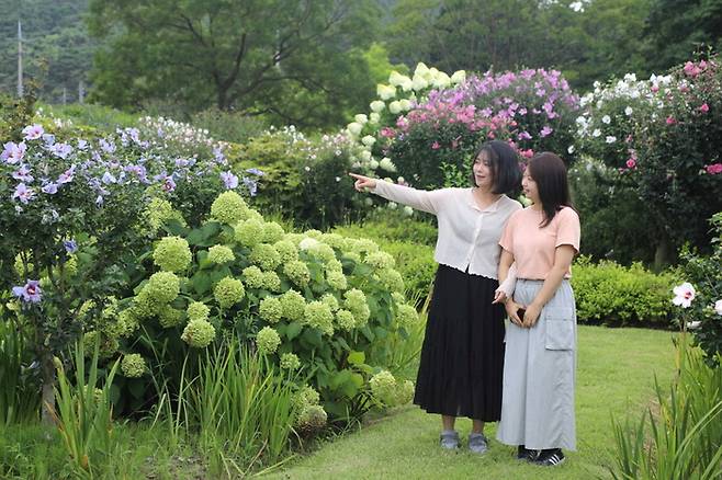 천리포수목원 무궁화동산을 거닐고 있는 방문객 / 사진=천리포수목원