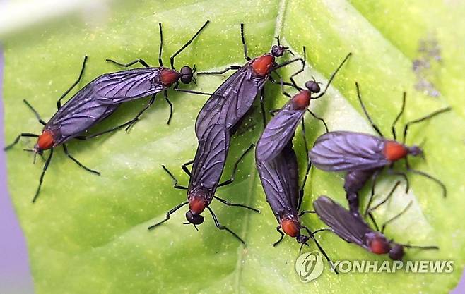 러브버그 [연합뉴스 자료사진]