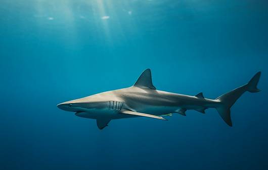상어ㅣ출처: 미드저니