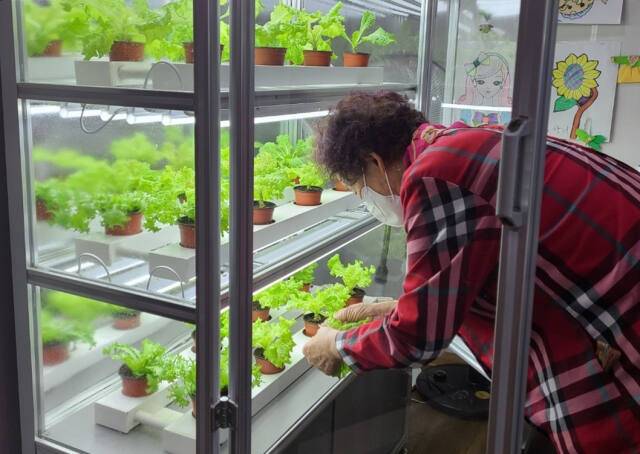 전국 최초 도입된 부천시 스마트 경로당의 스마트팜에서 한 어르신이 농작물을 수확하고 있다. 부천시 제공