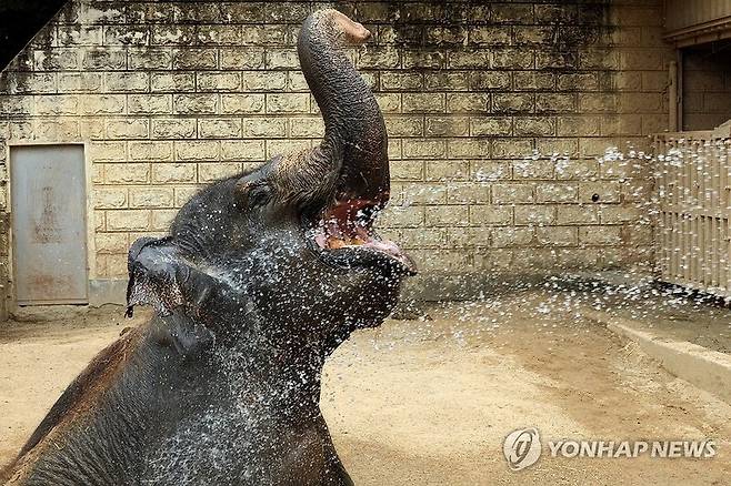 무더위에 찬물 샤워하는 아시아코끼리./ 사진=연합뉴스