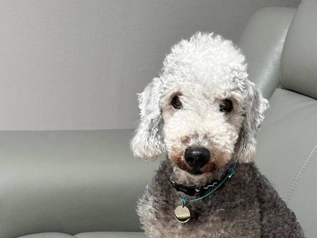 파마는 학대를 받았는지 막대기 같은 긴 물체만 봐도 무서워했는데 조금씩 나아지고 있다. 동물보호단체 네스트 제공