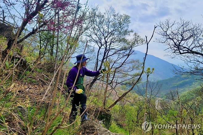 이른 아침부터 산 농사 짓는 문준호씨 [문준호씨 제공]