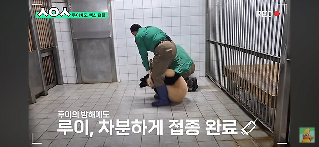 image.png 주사 맞고 빡친 아기 판다